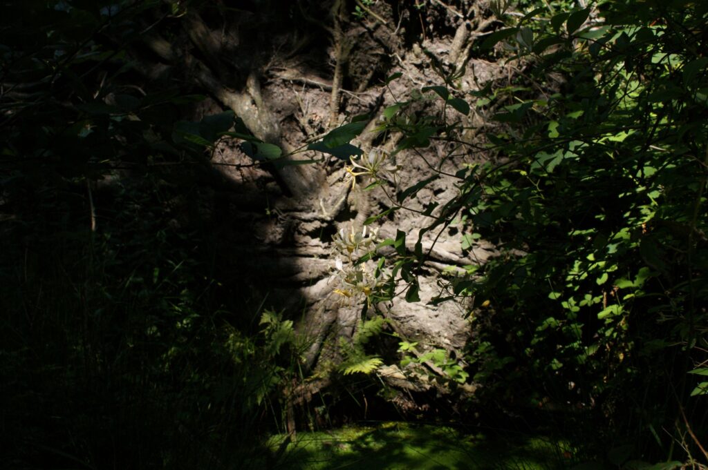 Alleen zijn met je epilepsie.