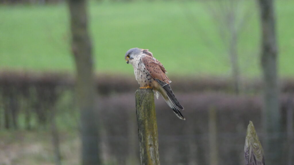 Aanvallen na 60 jaar terug?